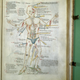 Illustration for article titled A Brief History of the Body Told Through 10 Eye-Popping Drawings